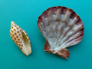 junonia lions paw aperture