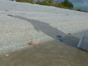 junonia on th shore marco