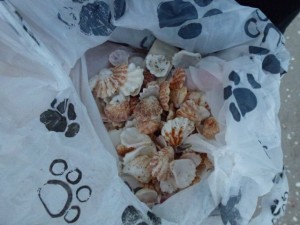 kittens paws in a paw bag