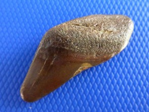 large brown sharks tooth large brown sharks tooth