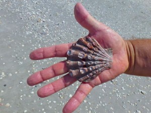 lions paw Sanibel shell lions paw Sanibel shell