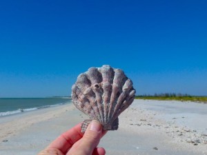 lion's paw on north captiva lion's paw on north captiva