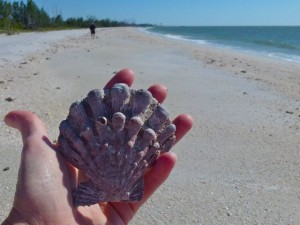 lions paw seashell lions paw seashell