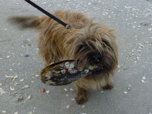 puppy with pen shell seashell