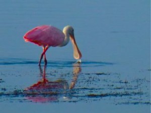 roseate spoonbill feeding roseate spoonbill feeding