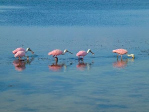 roseate spoonbills phooning roseate spoonbills phooning