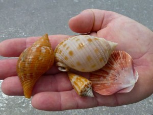 scotch bonnet cone flat tulip scotch bonnet cone flat tulip