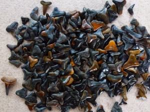 sharks teeth sharks teeth