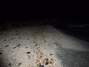 shell pile before day light shell pile before day light
