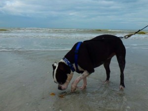 skye boston terrior