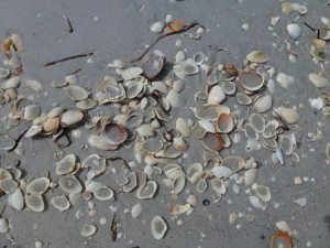 surf clams on the beach surf clams on the beach