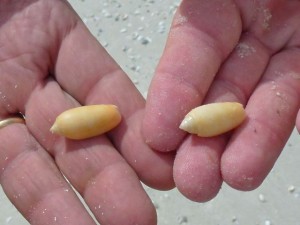 two golden olive seashells