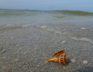 whelk on cayo costa whelk on cayo costa