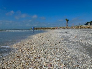 Captiva florida shell beach Captiva florida shell beach