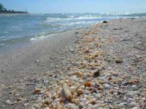 Captiva seashells on sandbar Captiva seashells on sandbar