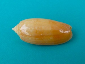 Golden olive Joanne Golden olive Joanne
