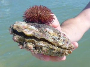 Live pen shell live purple sea urchin Live pen shell live purple sea urchin