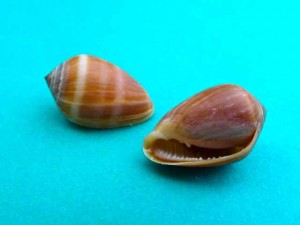 Melampus seashell both