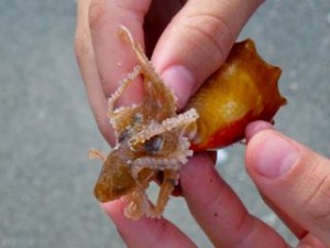 Pygmy octopus tentacles Pygmy octopus tentacles