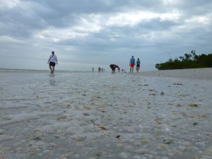 Sanibel shelling Sanibel shelling