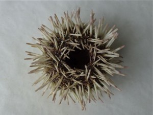 Tripneustes ventricosus sea egg mouth Tripneustes ventricosus sea egg mouth