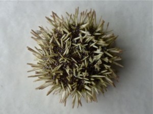 Tripneustes ventricosus sea egg Tripneustes ventricosus sea egg