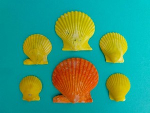 Yellow Orange scallops Joanne Yellow Orange scallops Joanne