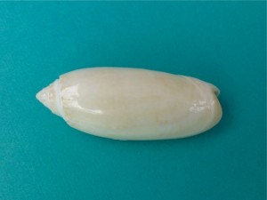 albino olive joanne albino olive joanne