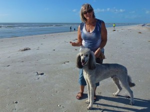 alexander standard poodle lynn beach alexander standard poodle lynn beach