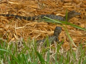 alligator babies 123 alligator babies 123