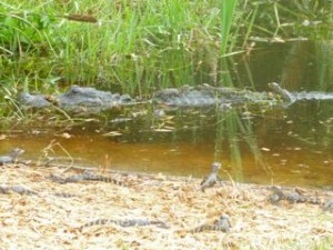 alligator babies 129 on mothers back alligator babies 129 on mothers back