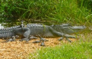 alligator babies with mother alligator babies with mother