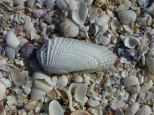 angel wing bivalve sanibel shell angel wing bivalve sanibel shell