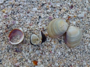 atlantic cockle, ponderuos ark, southern quahog atlantic cockle, ponderuos ark, southern quahog