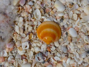 bittersweet seashell bittersweet seashell