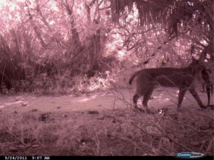 bobcat with gator bobcat with gator