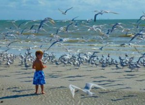 boy on Sanibel beach with birds