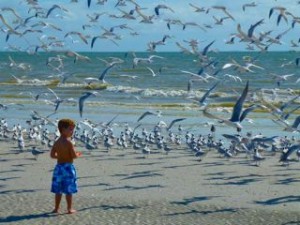 boy on beach watching birds