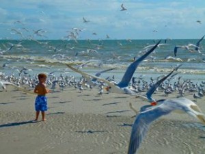 boy with gulls