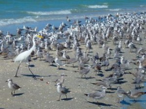 bunches of birds Captiva bunches of birds Captiva