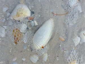 buried angel wind seashell buried angel wind seashell