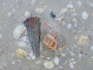 buried whelk sanibel lighthouse buried whelk sanibel lighthouse