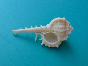 cabrits murex aperture