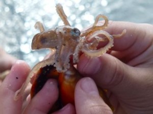 captiva octopus pygmy captiva octopus pygmy
