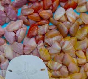 coquinas sand dollar colors closeup
