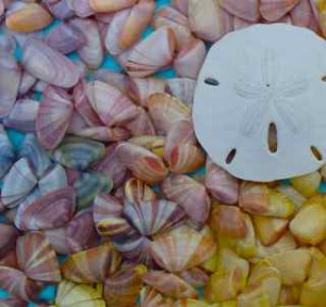 coquinas sand dollar colors copy