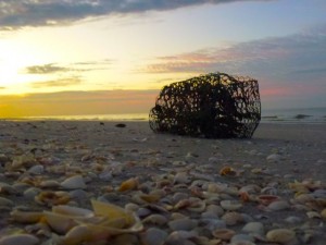 crab trap sanibel