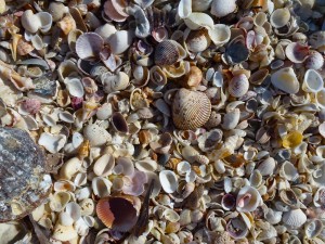 cyber shelling captiva cyber shelling captiva
