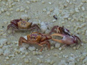 fiddler crab fight bunche beach fort myers sanibel