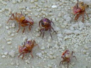 fiddler crabs bunche beach florida